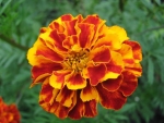 MARIGOLDS