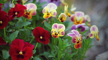 FLOWERS - leaves, colors, stems, petals