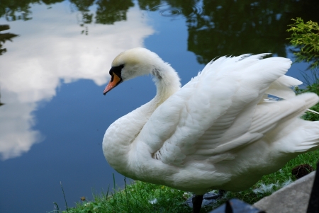 SWAN - wings, sky, feathers, water