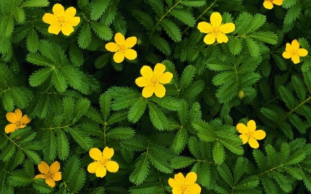 FLOWERS - leaves, yellow, petals, green