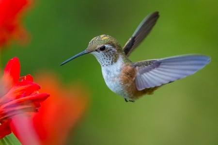 HUMMINGBIRD - flowers, wings, feather, colors