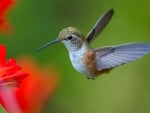 HUMMINGBIRD