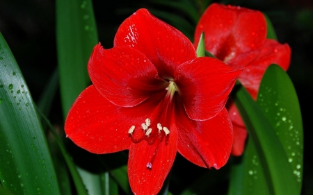 AMARYLLIS - red, leaves, petlas, green