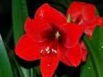 AMARYLLIS