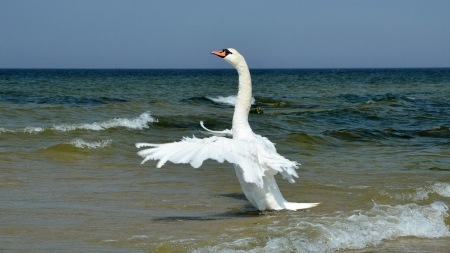 SWAN - wings, feathers, water, waves