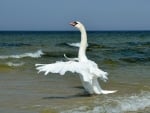 SWAN