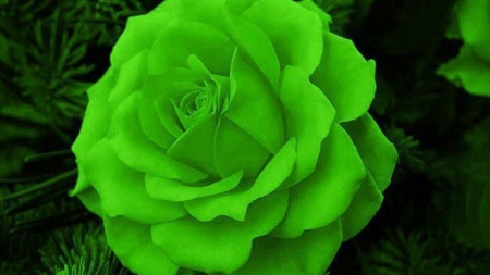 ROSE - leaves, petals, nature, green