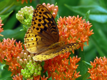 BUTTERFLY - flowers, wings, leaves, colors