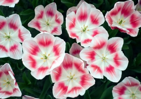 TULIPS - leaves, petals, nature, colors