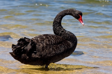 SWAN - wings, feathers, water, waves