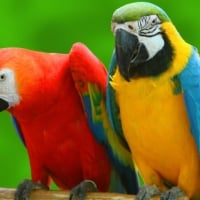 MACAWS