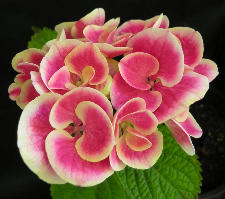 HYDRANGEA - leaves, petals, pink, green