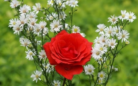 ROSE - flowers, daisies, stems, petals