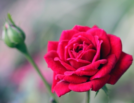 ROSE - stems, petals, pink, nature