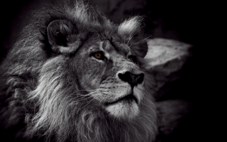 LEO THE LION - cat, mane, big, stare