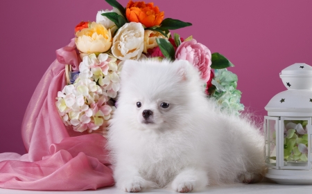 Spitz - dog, spitz, flower, pink, sweet, fluffy, white, animal, cute, caine, puppy