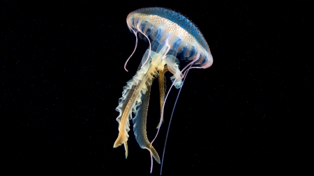 Jellyfish - white, summer, black, jellyfish, vara, blue