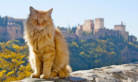 Cat - cat, granada spain, orange, animal, espana, pisica, ginger