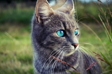 Kitten - vara, cat, eyes, blue eyes, summer, pisica, nature, kittne, blue, animal, green, grass, gray