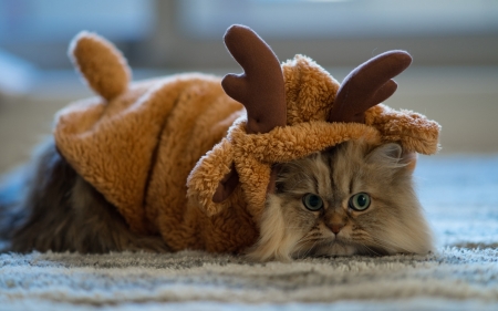 Reindeer cat - daisy, cat, horns, christmas, pisica, ben torode, animal, costume, craciun, funny, cute, reindeer