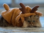 Reindeer cat