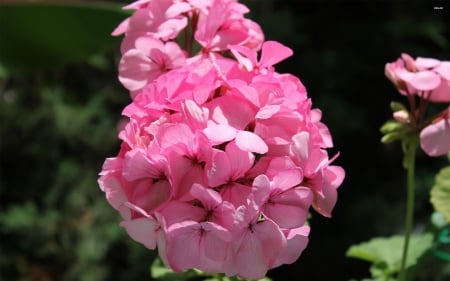 pelargonium - pelargonium, flower, plant, leaf