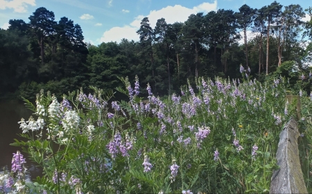 Tilgate Forest - lake, flower, forest, garden