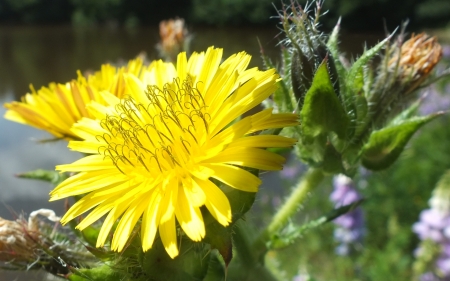 Yellow - england, flower, forest, garden