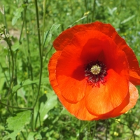 Poppy