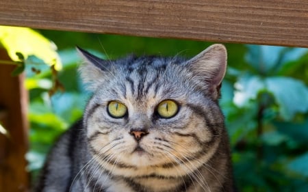 beautiful cat - cat, feline, tabby, animal