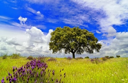 Lonely tree on a meadow - meadow, skt, summer, field, pretty, lonely, beautiful, tree, grass, wildflowers