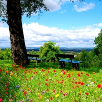 Flowers in the Park