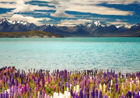 Lupines by the Lake - Lake, Lupin, Flower, Nature