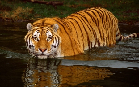 Bathing Tiger - water, predator, photography, cat