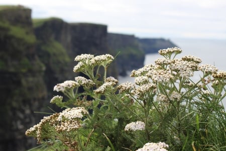 Flowers in cliff - ireland, cliff, cliff of moher, galway, flower