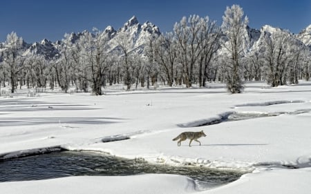 wolf - snow, water, tree, wolf