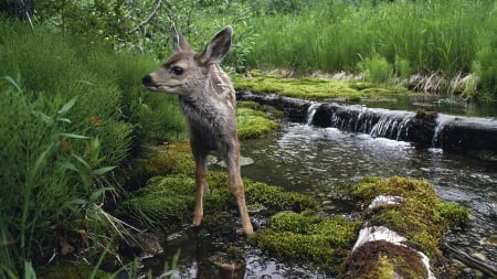 young deer - stream, forest, deer, grass