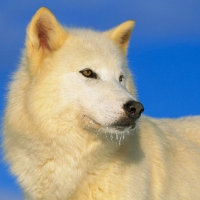 arctic wolf