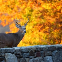 white tailed deer