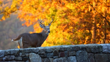 white tailed deer - tree, deer, fence, autumn