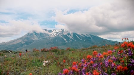 Mt. St. Helens, Washington - flowers, clouds, volcano, summer, landscape