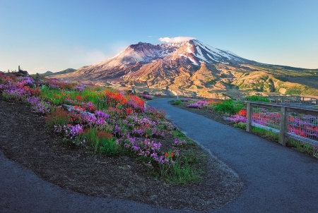 Mount St. Helens, Washington - sunshine, landscape, colors, summer, flowers