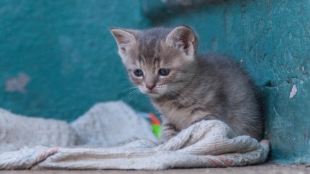 Cute Cat - animal, cute, cat, kitten