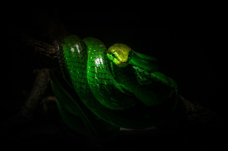 Green Snake - animal, reptile, snake, green