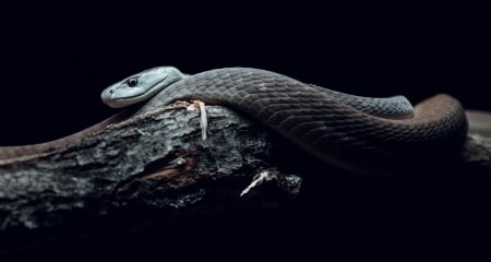 Snake - animal, reptile, snake, dark