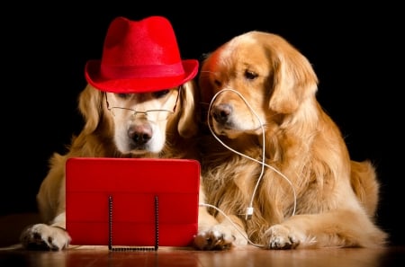 Let's listen some music! - tablet, hat, couple, glasses, golden retriever, funny, black, caine, situation, red, dog, cute