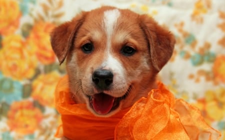 Puppy - caine, puppy, dog, orange, animal, scarf, cute