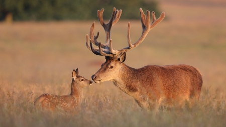 Deers - kiss, couple, animal, deer, cute, horns