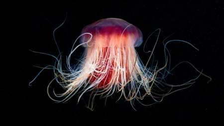 Jellyfish - red, summer, black, jellyfish, vara