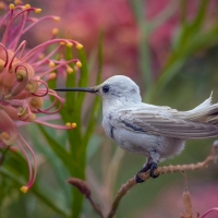 Humming-bird